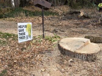 Logan City cuts down Canyon Road trees
