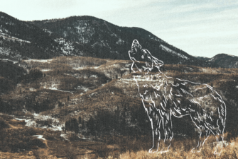 Utah law leaves little room for wolves in Northern Utah