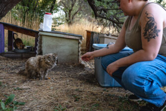 Aggie Cat services manage feral cat population at USU