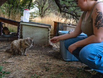 Aggie Cat services manage feral cat population at USU
