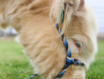Show me a Scotsman who doesn’t love Thistle: USU welcomes new live mascot