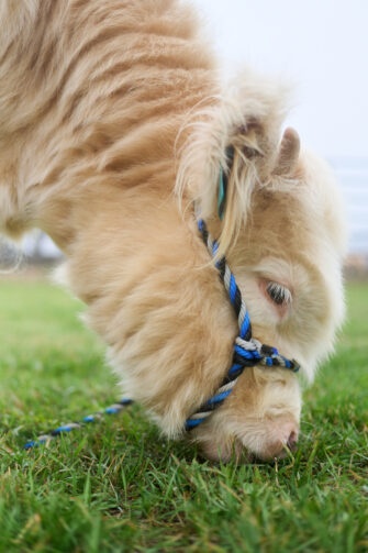 Show me a Scotsman who doesn’t love Thistle: USU welcomes new live mascot